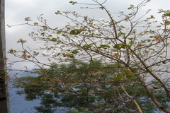 Gmelina arborea